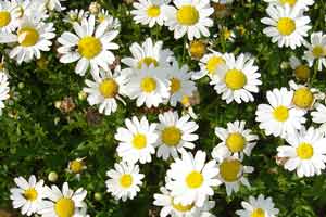 Witte bloemetjes uit de achtertuin