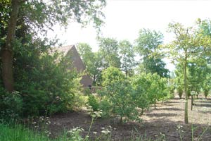 In de moestuin staan fruitbomen en er worden groentes verbouwd