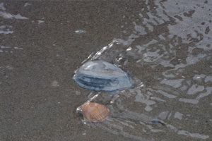 Schelpen op het strand worden overspoeld door een laagje water