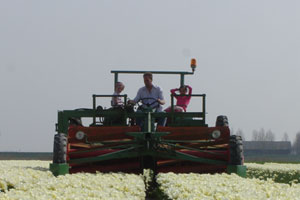 Het oogsten van de tulpbloem, daarna groeit de bol verder tot deze in juni geoogst wordt. Foto(c)Karin Dogterom