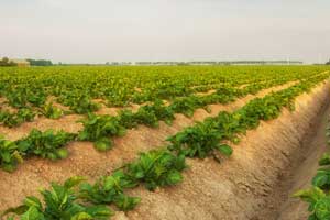 De groene akkers in de polders van Oude-Tonge. Foto(c)Joop Grootenboer