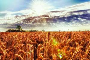 Prachtige lucht boven een goudgeel graanveld. Foto(c)Joop Grootenboer