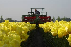 Het ‘tulpenkoppen’ aan het eind van april zorgt ervoor dat de bol mooi groot kan worden. Foto(c)Karin Dogterom